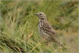 <p>LINDUŠKA LUČNÍ (Anthus pratensis) /Meadow pipit - Wiesenpieper/</p>
